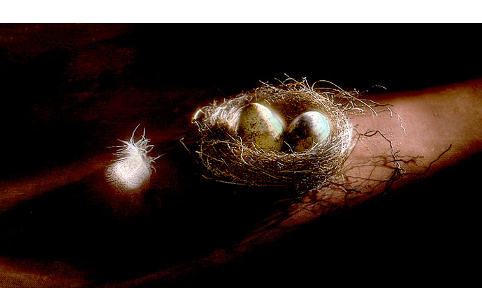 George Menda Bird's Nest