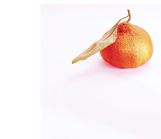 George Menda Tangarine