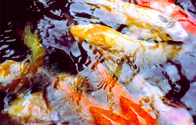 George Menda Japanese Koi