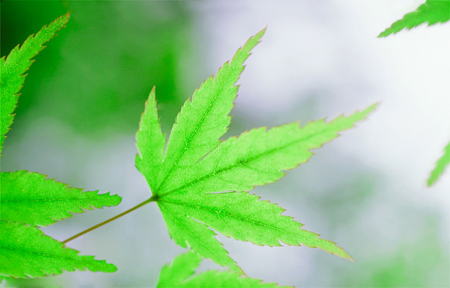 George Menda Japanese Maple Leaves