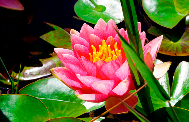 Jarvis Wine Winery Napa Winery Lotus Flower Pond Nelumbo nucifera